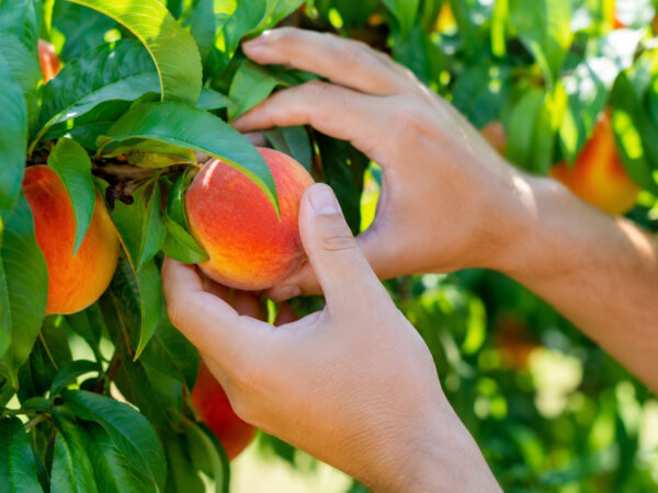 Pracownik farmy warzywnej – Aarhus